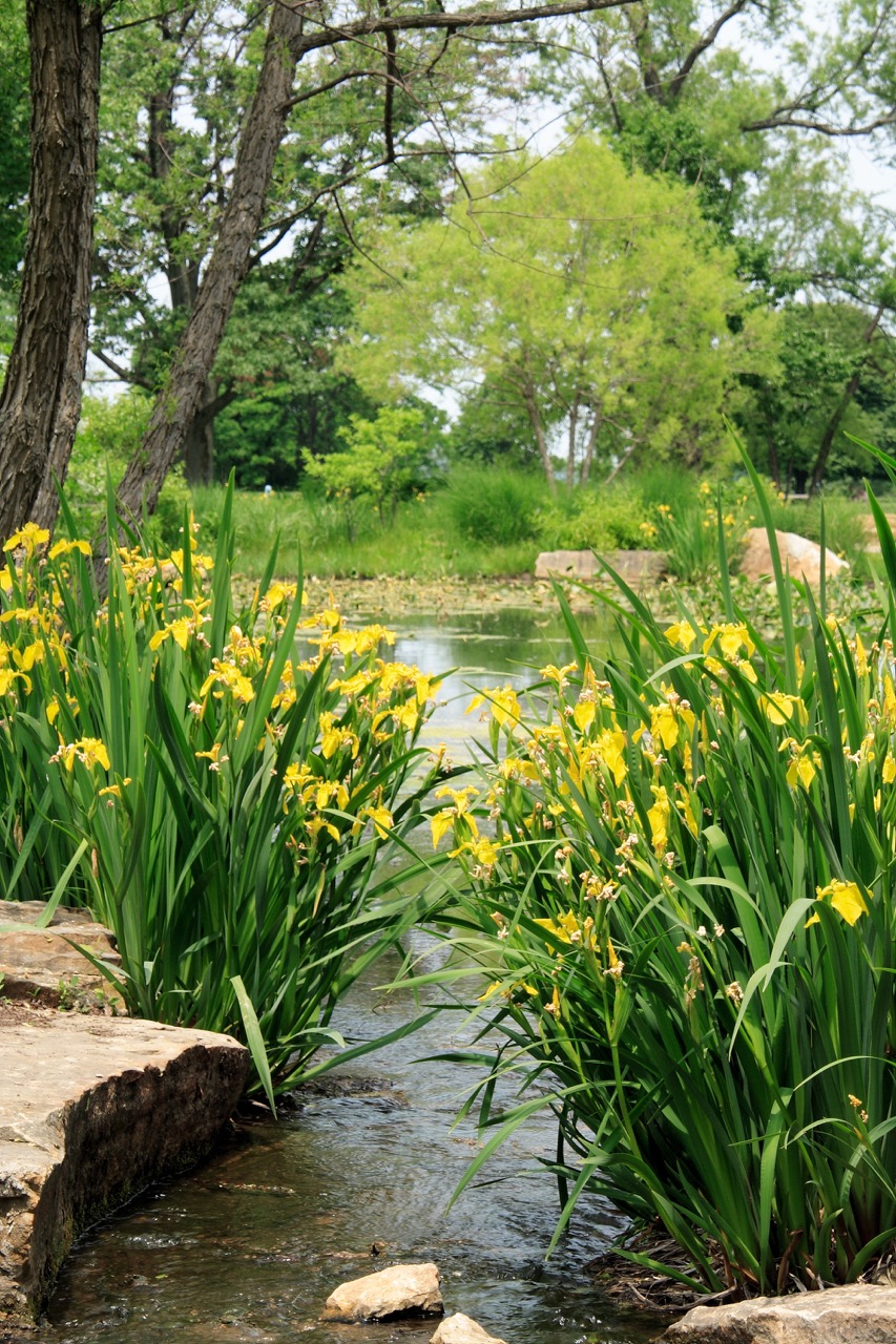 报价：水生植物价格为什么差很多，同一种苗价差在哪里？