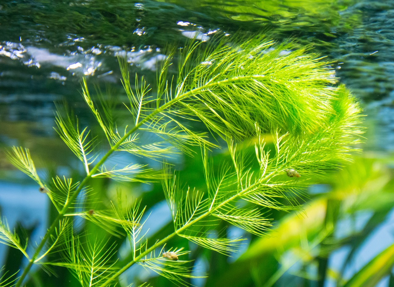 施工：水生植物种植为什么不成活？常见原因与解决思路。