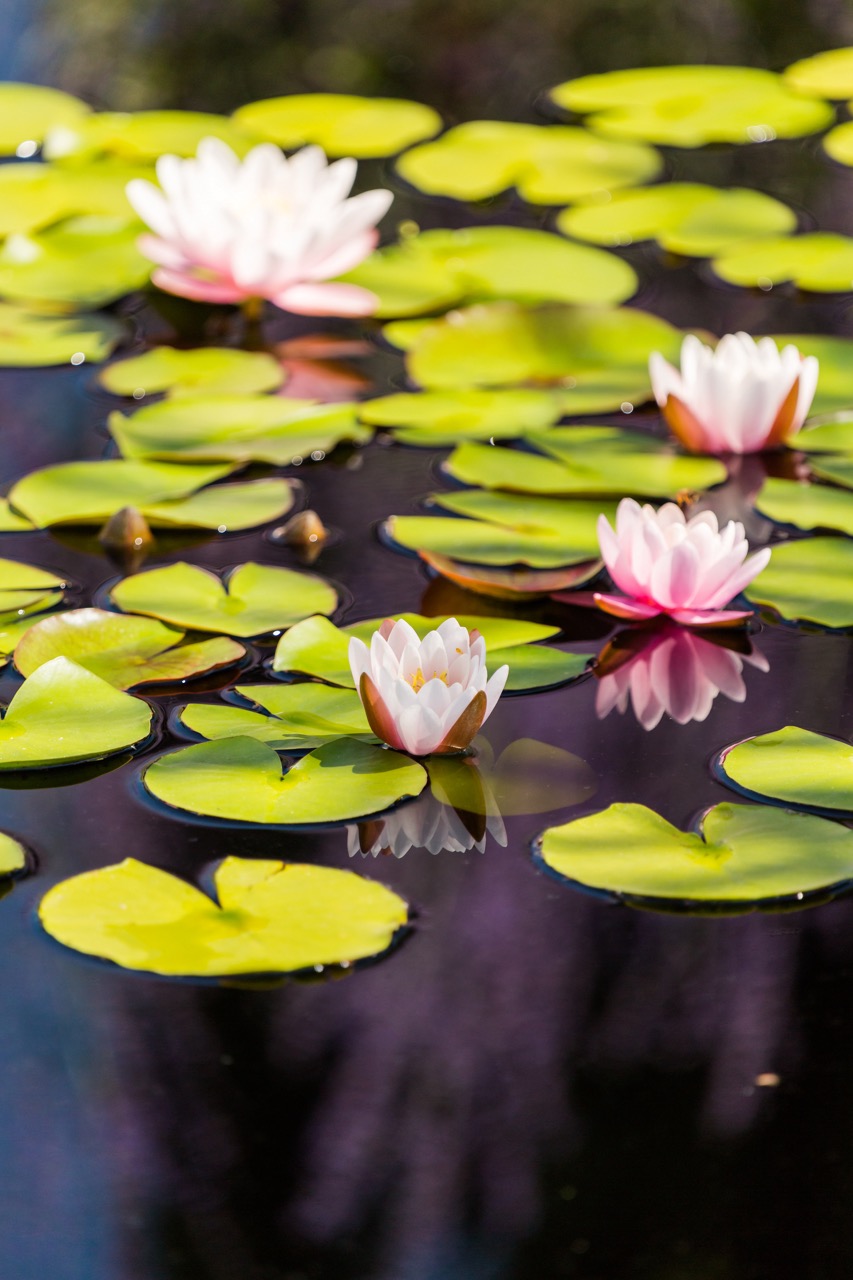 报价：睡莲苗价格为什么差很多，同样叫睡莲，报价能差一倍的原因