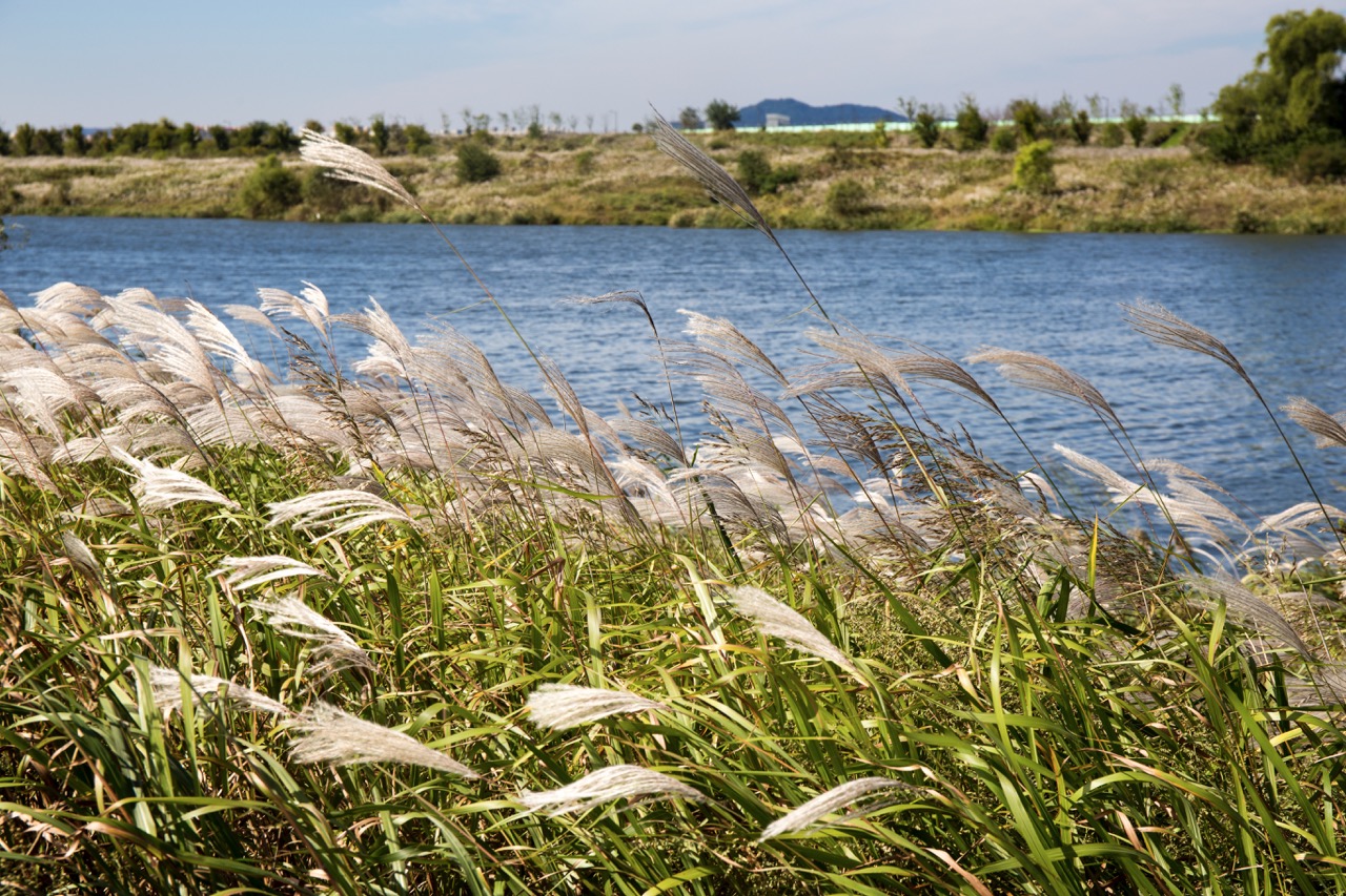 询价：芦苇种植怎么询价，想省钱又稳住效果，关键看这几点