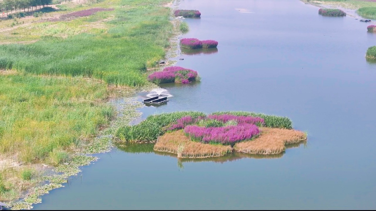 山东省河道水生态修复施工案例｜65万㎡水生植物同步种植＋3000㎡聚酯纤维生态浮岛｜两年养护稳定运行